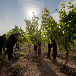 Vinobranie a bioochrana viníc