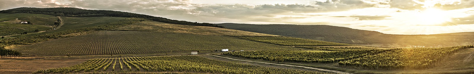 De Tokaj-wijngaarden van J & J Ostrožovič vastgelegd in het zonlicht.